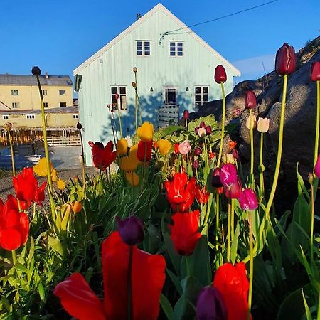 Lysvoldbrygga Bed & Breakfast Henningsvaer Ngoại thất bức ảnh