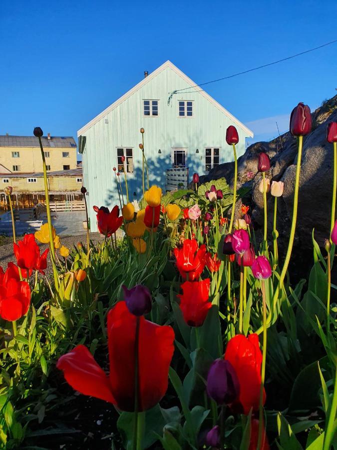 Lysvoldbrygga Bed & Breakfast Henningsvaer Ngoại thất bức ảnh